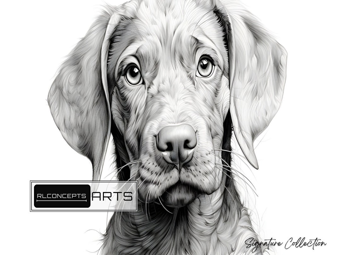 Vizsla Dog Coloring Pages Adult Coloring Digital Download PDF Download