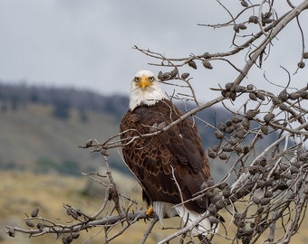 Eagle