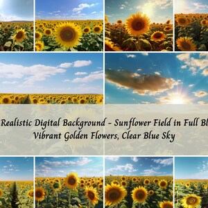 10 Realistic Digital Background Sunflower Field Flowers Blue Sky Fall Halloween Pictures Photo Shoot Autumn
