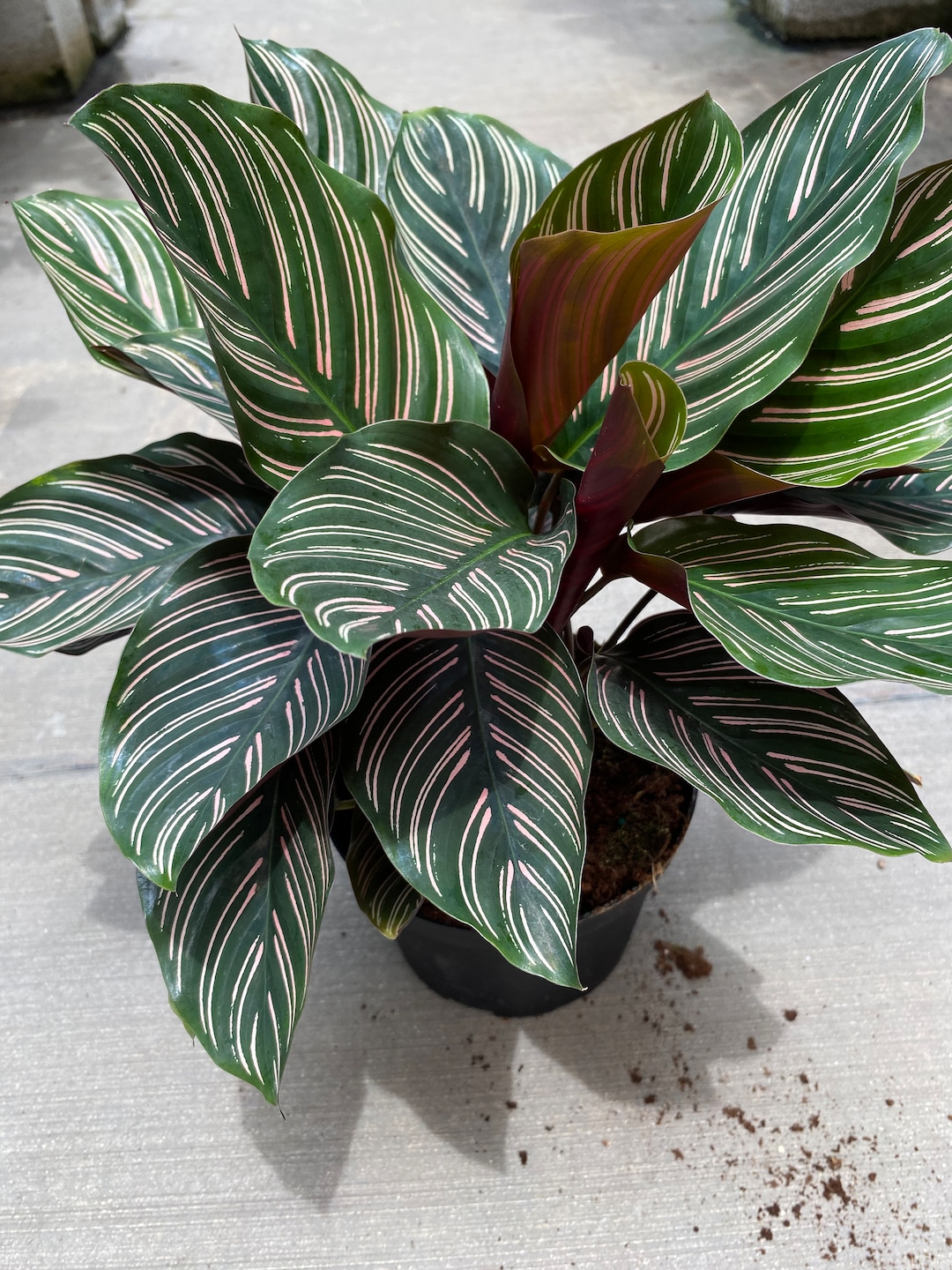 Calathea Ornata main image 1