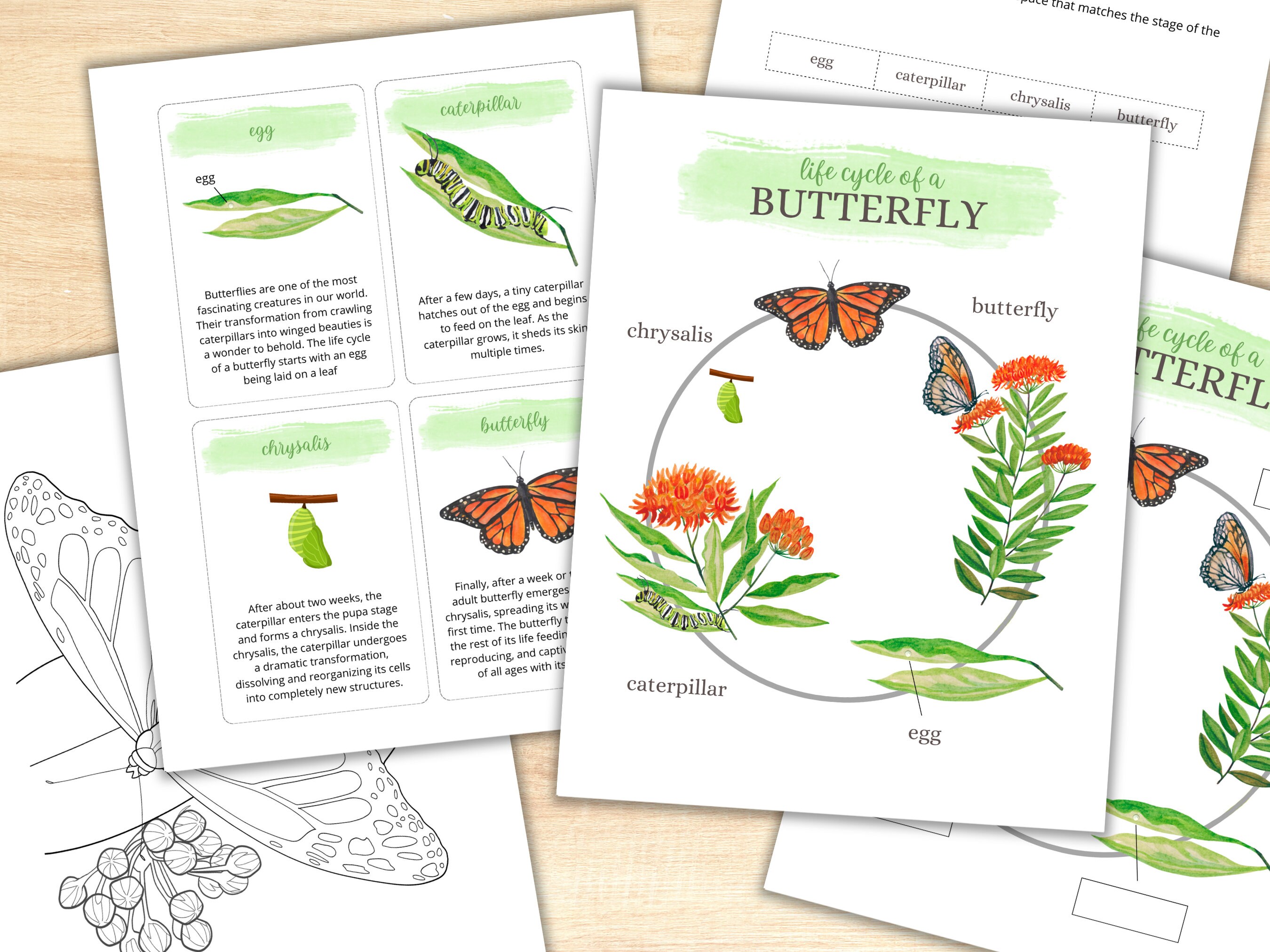 LIFE CYCLE of a BUTTERFLY, Butterfly Printable Activity Pack ...