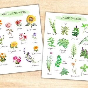 May include: A printable chart with watercolor illustrations of garden flowers and herbs. The chart is divided into two sections, one for flowers and one for herbs. Each section has a title and a list of names for the plants. The flowers include marigolds, zinnias, sunflowers, roses, cosmos, violets, morning glories, chrysanthemums, calendulas, nasturtiums, dianthus, and lavender. The herbs include rosemary, sage, oregano, basil, spearmint, parsley, thyme, dill, bay leaves, chives, catnip, chamomile, and cilantro.