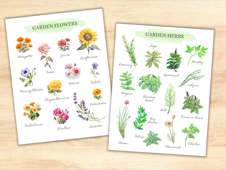 May include: A printable chart with watercolor illustrations of garden flowers and herbs. The chart is divided into two sections, one for flowers and one for herbs. Each section has a title and a list of names for the plants. The flowers include marigolds, zinnias, sunflowers, roses, cosmos, violets, morning glories, chrysanthemums, calendulas, nasturtiums, dianthus, and lavender. The herbs include rosemary, sage, oregano, basil, spearmint, parsley, thyme, dill, bay leaves, chives, catnip, chamomile, and cilantro.