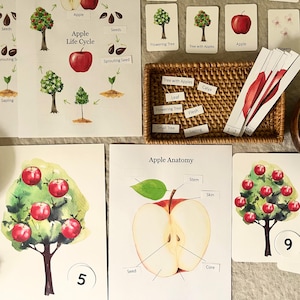 Apple Unit Study Homeschool Printable, Schede didattiche sul ciclo di vita della mela, Apple Learning Bundle, Pacchetto attività autunnali autunnali, Asilo, Pre-K