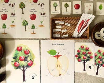 May include: A set of educational cards for children featuring the life cycle of an apple, apple anatomy, and counting activities. The cards feature colorful illustrations of apples, trees, and seeds. The cards are perfect for teaching children about the growth and development of apples.