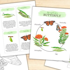 May include: A colorful life cycle of a butterfly chart with illustrations of an egg, caterpillar, chrysalis, and butterfly. The chart is surrounded by a green watercolor background and the text "life cycle of a butterfly" is written in black.