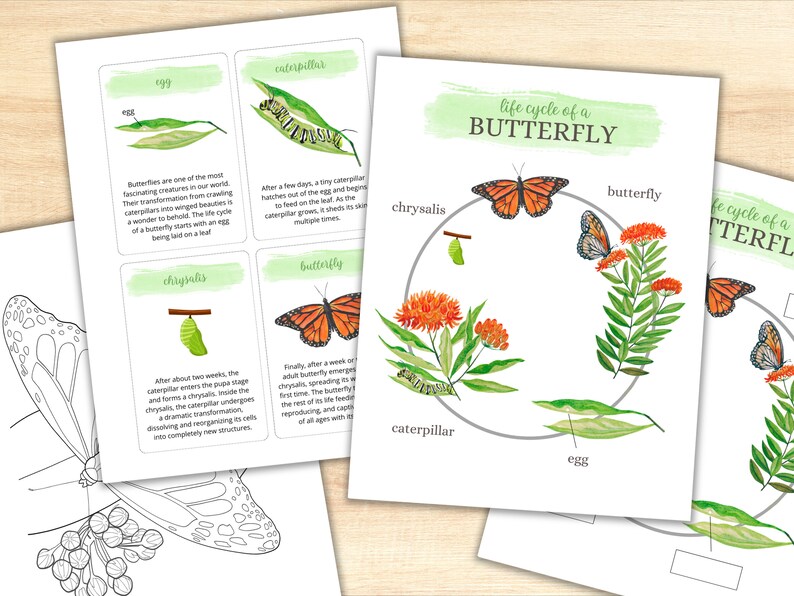 May include: A colorful life cycle of a butterfly chart with illustrations of an egg, caterpillar, chrysalis, and butterfly. The chart is surrounded by a green watercolor background and the text "life cycle of a butterfly" is written in black.