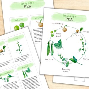 May include: A colorful life cycle chart of a pea plant. The chart shows the stages of growth from seed to flowering plant. The chart is illustrated with watercolor drawings of each stage.