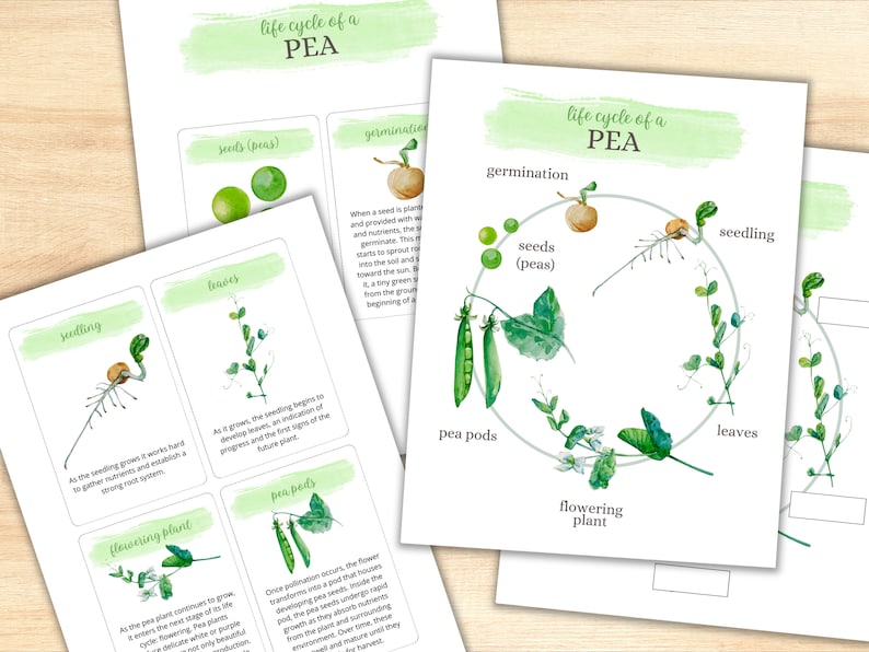 May include: A colorful life cycle chart of a pea plant. The chart shows the stages of growth from seed to flowering plant. The chart is illustrated with watercolor drawings of each stage.