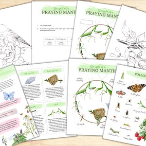 May include: A set of printable educational worksheets for kids about the life cycle of a praying mantis. The worksheets include illustrations of the praying mantis in different stages of its life cycle, from egg to adult. The worksheets also include information about pollination and pollinators.