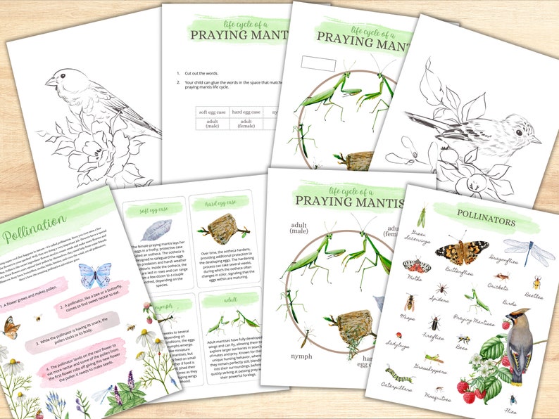 May include: A set of printable educational worksheets for kids about the life cycle of a praying mantis. The worksheets include illustrations of the praying mantis in different stages of its life cycle, from egg to adult. The worksheets also include information about pollination and pollinators.
