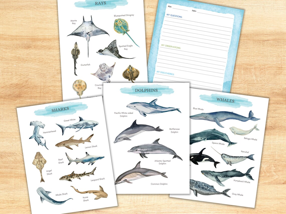 Ocean Animals Unit Study: Sea Creature Activity Pack (PDF) - Etsy
