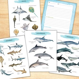 Ocean Animals Unit Study: Sea Creature Activity Pack (PDF) - Etsy