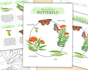 LIFE CYCLE of a BUTTERFLY, Butterfly Printable Activity Pack, Homeschool, Montessori