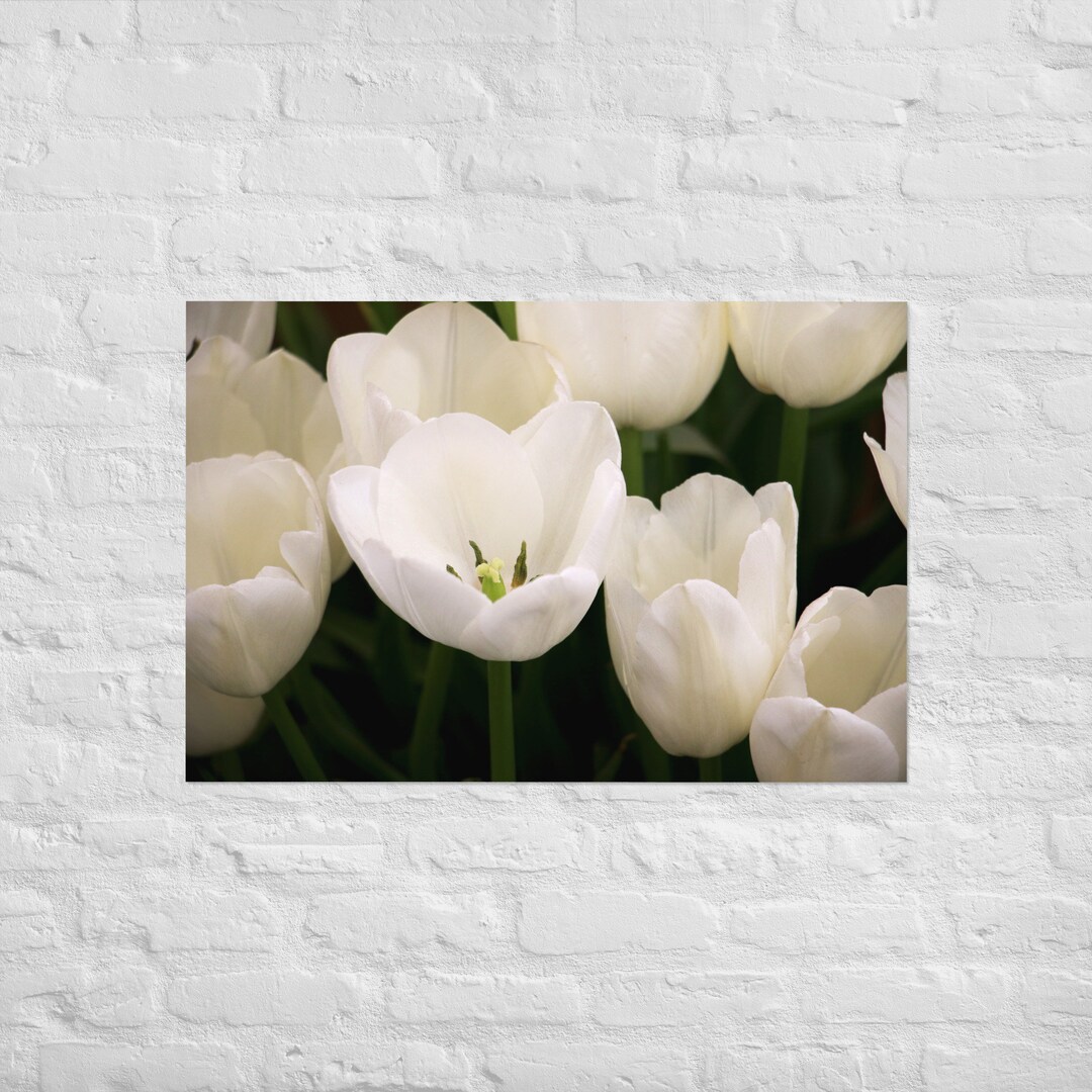 White Tulip Photography Print Poster - Etsy