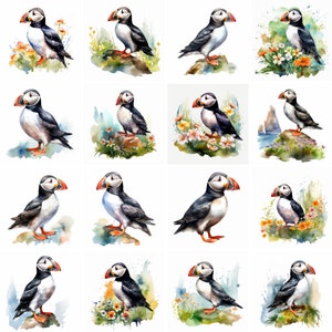 Clipart de macareux aquarelle, png de haute qualité, artisanat en papier numérique mignon animal clip art, fabrication de cartes, impressions, sublimation, téléchargement immédiat