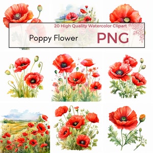 Mohnblume Clipart, hochwertige PNG, Blumen PNG, Mohnblume Clipart, Frühling Sublimation, süße Sommer PNG, digitaler Download, kommerzielle Nutzung