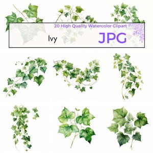 Watercolor Ivy Clipart, High quality JPG, Poison Ivy Wall Art, Vines Clipart, Leaf Graphics, Sublimation, Instant Download, Commercial Use