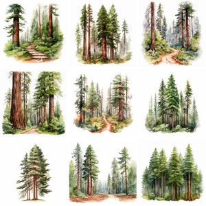 Aquarell Redwood Baum Clipart PNG, Wald California Redwood Baum Clip Art Grafik, Mammutbaum, sofortiger digitaler Download für kommerzielle Nutzung