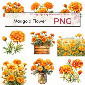 Clipart z kwiatem nagietka, wysokiej jakości PNG, kwiatowy PNG, wiosenna sublimacja, letni PNG, pakiet clipartów kwiatowych do pobrania w wersji cyfrowej do użytku komercyjnego