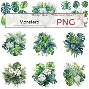 20 Watercolor Monstera Clipart Set - Tropical Leaf PNG - Digital Download - Commercial Use - Greenery Clipart, Watercolor Paintings, Jungle
