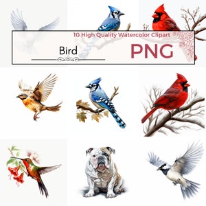 Set of 10 - Bird Clipart, Bird Illustrations, Card Making, Humming Bird, Cat Digital Prints, High Quality PNG, Download, Commercial Use