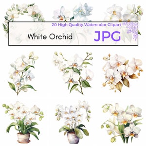 Watercolor White Orchid Clipart, High Quality JPG, Floral Clipart, Orchid Wall Art, Pretty Spring Clip Art, Digital Download, Commercial Use