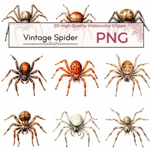 Vintage Spider Clipart, High Quality PNG arachnid halloween clipart spider illustrations Watercolor clipart, Card making, Instant download