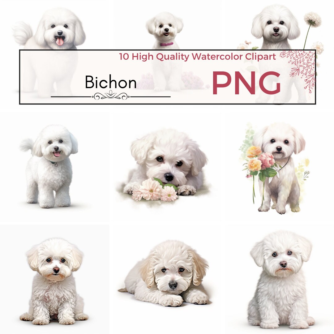 Set of 10 - Bichon Dog Clipart, Bichon Illustrations, Card Making, Dog ...