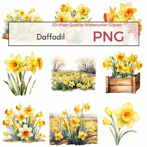 Daffodil Clipart, High Quality PNG, Spring Clipart, Floral Clipart, Daffodil PNG, Sublimation, Instant Download, Commercial Use, Card Making