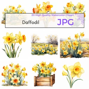 Watercolor Daffodil Clipart, High Quality JPG, Spring Clipart, Floral Wall Art, Flower Graphics, Prints, Instant Download, Commercial Use