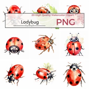 Clipart coccinella, PNG di alta qualità, arte degli insetti, grafica Lady Bug, clipart bug, arredamento della scuola materna, clipart acquerello insetti, download istantaneo