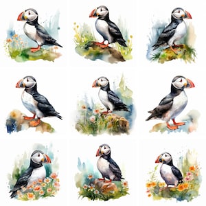 20 macareux aquarelle Clip art, png de haute qualité, clipart animal oiseau mignon, art mural, imprimables, journal, scrapbooking, téléchargement numérique