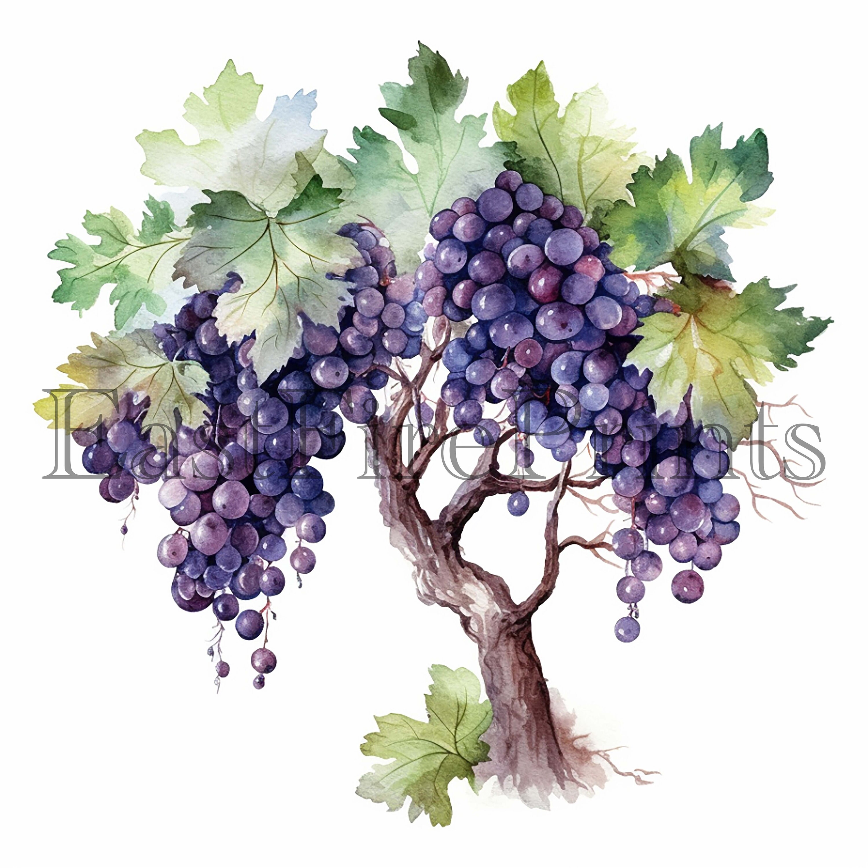 20 PNG Watercolor Grapes Clipart Fruit Clipart Summer Etsy