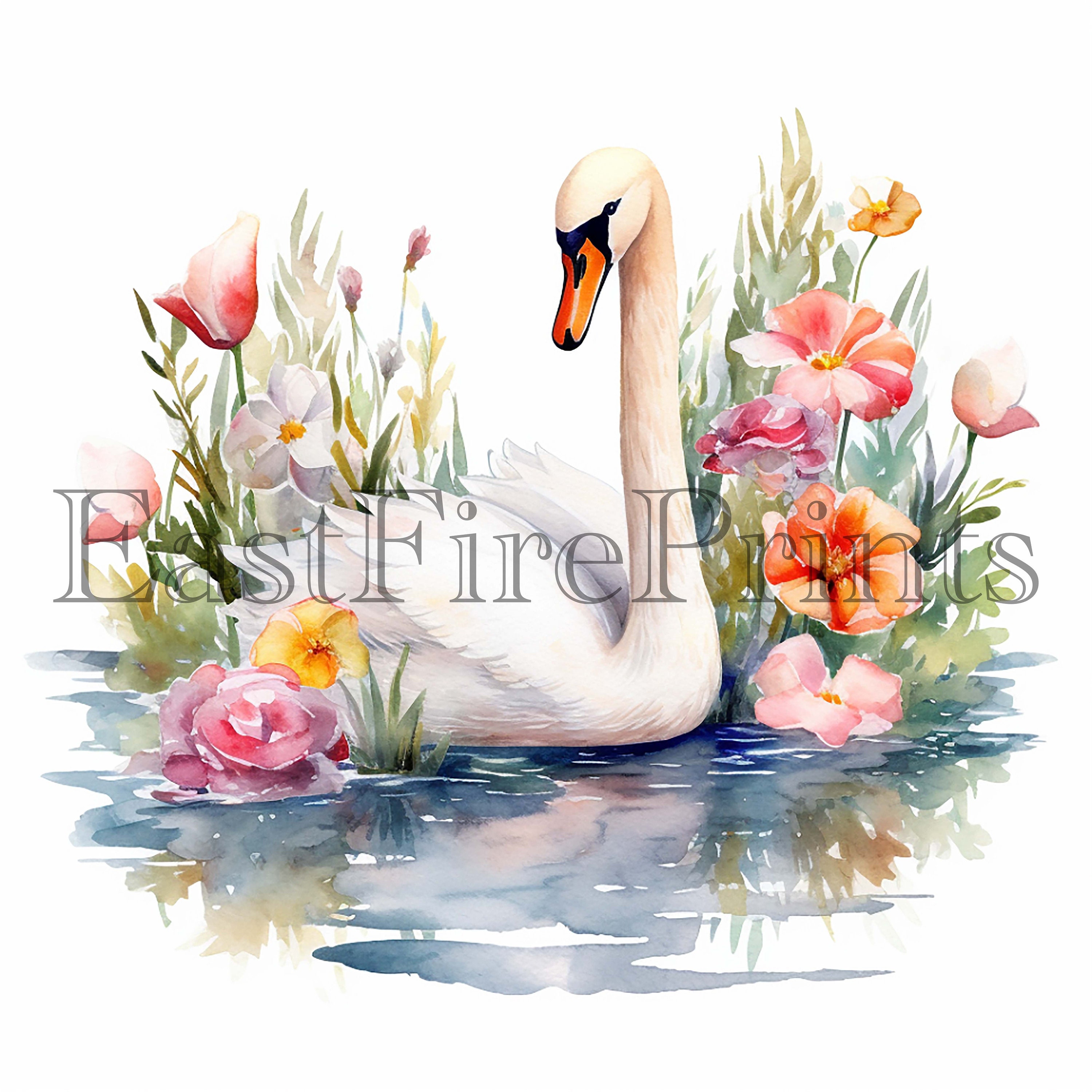 20 Watercolor Swan Clipart PNG Baby Swan Bird Nursery - Etsy