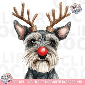 Puede incluir: Un perro schnauzer negro y gris con una nariz roja de Rudolph y cuernos de reno marrones. El perro está mirando directamente al espectador.