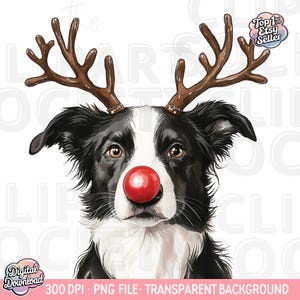 May include: A black and white border collie dog wearing a red nose and reindeer antlers. The dog is looking directly at the viewer.