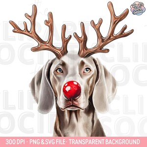 Op de afbeelding: Digitale illustratie van een Weimaraner-hond met bruine geweien en een felrode neus. De hond heeft lichtgrijze vacht en kijkt de kijker recht aan. De afbeelding bevat de tekst "300 DPI - PNG & SVG FILE - TRANSPARENT BACKGROUND".
