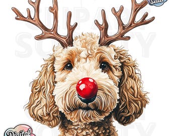 May include: A brown and white doodle dog wearing a red nose and reindeer antlers. The dog is looking at the camera with a playful expression.