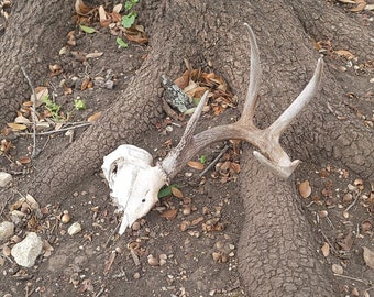 Real Whitetail Deer Skull Hit By Train with Antlers Wild Buck Naturally Preserved