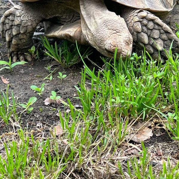 Tortoise Grass Forage seeds