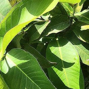 May include: A cluster of broad, smooth, oval-shaped green leaves with prominent central veins. The foliage displays varying shades of bright lime and deep forest green, with sunlight creating sharp, dark shadows across the leaf surfaces.