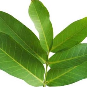 May include: A close-up of a sprig of green leaves against a white background. The leaves are elongated with visible veins and a slightly yellow midrib. The leaves are a vibrant green color.