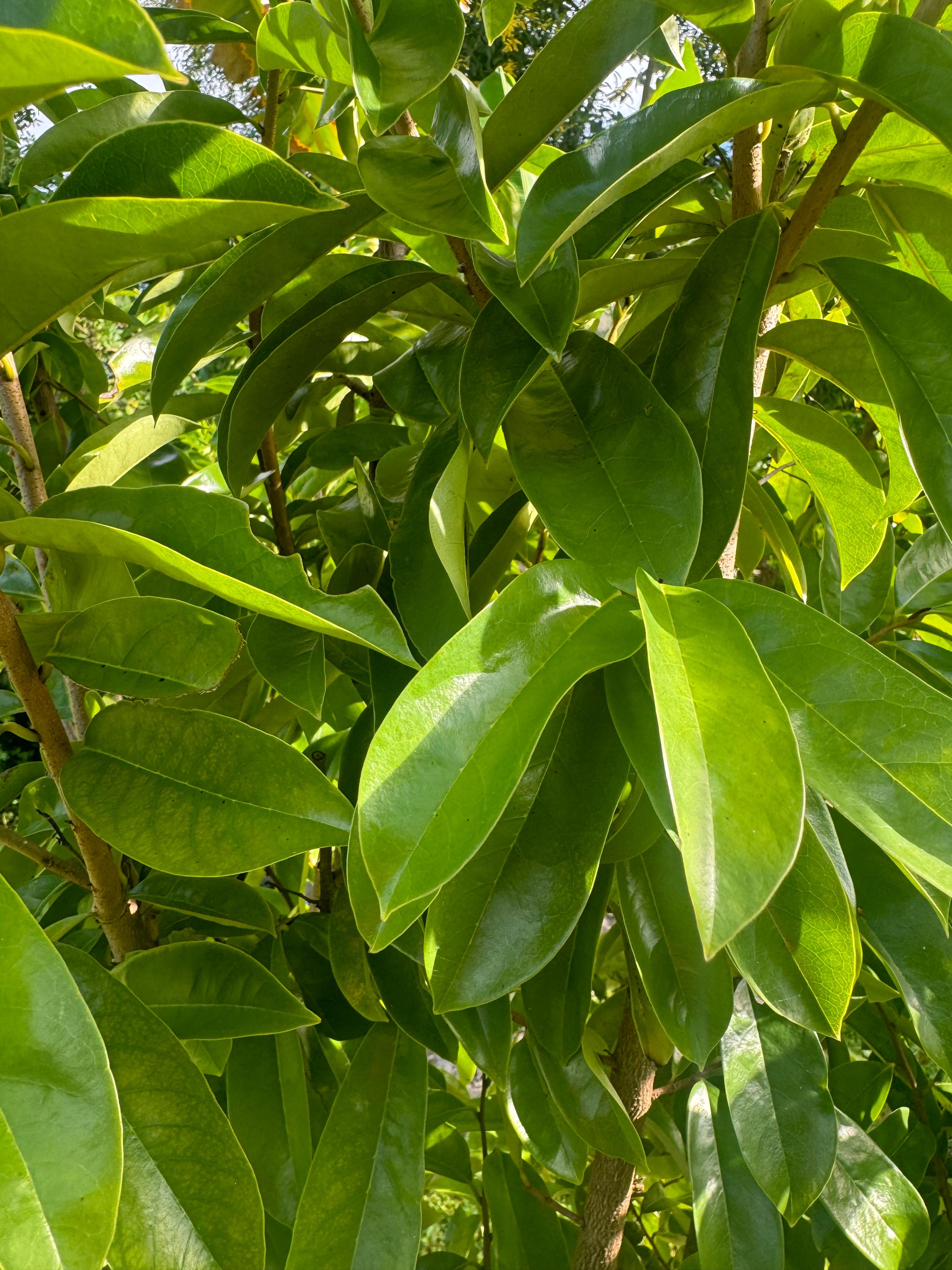 Soursop Guanabana Graviola Organic Leaves Harvested Freshly when order