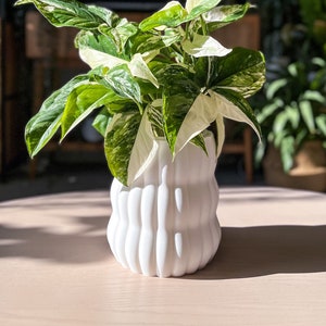 Könnte beinhalten: Eine weiße Keramikvase mit wellenförmiger Textur, die eine grün-weiß panaschierte Pflanze mit großen Blättern hält.