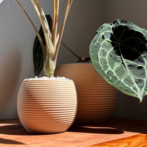 DANJI Pot Modern 4&quot;, 5&quot;, 6&quot;, 7&quot; Wide Clear Pot with Drainage Ribbed Decorative Planters for Home Decor, Indoor Plant Pot Large Cache Pot