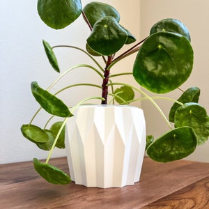 May include: A white ceramic planter with a geometric design, holding a green leafy plant with round leaves. The planter is sitting on a wooden surface.