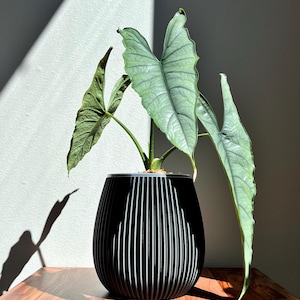 Maceta HWASEOM de mediados de siglo, transparente, de 10,16 cm, 13,78 cm y 18,78 cm de alto. Maceta única y perfecta para la decoración del hogar. Plantas de interior de mediados de siglo.