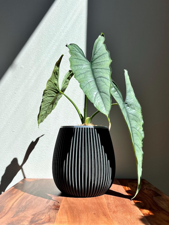 jacklyn variegata Alocasia Jacklyn Variegata Mini, rare Alocasia, variegated houseplant,  exotic plant, tropical indoor plant, collector’s plant, Casa Botanica, rare main image 0