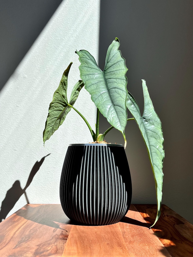 Maceta HWASEOM de mediados de siglo, transparente, de 10,16 cm, 13,78 cm y 18,78 cm de alto. Maceta única y perfecta para la decoración del hogar. Plantas de interior de mediados de siglo. imagen 1